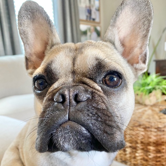 Meet your Posher, Audree - Picture 1 of 1